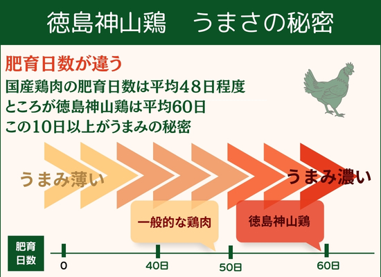 徳島神山鶏の飼育平均60日の説明画像